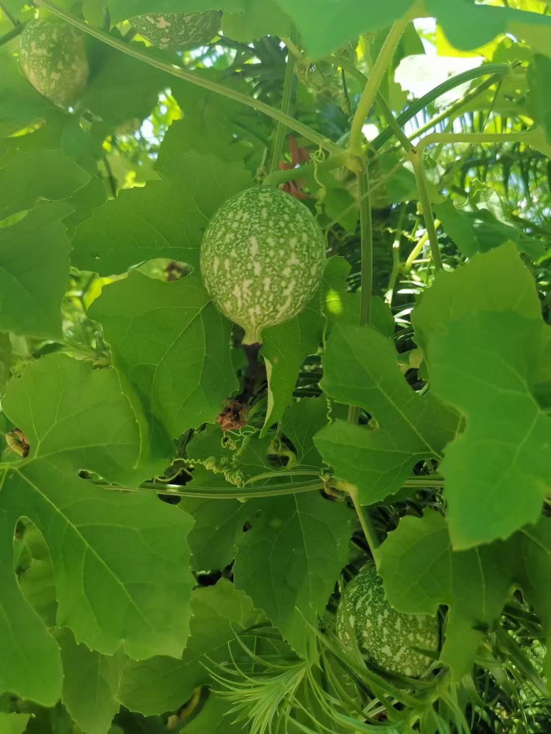 热带植物原料